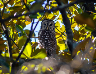 owl in tree