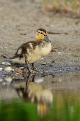 Wall Mural - Adorable baby Duckling standing on a beach along the waterfront of a Conservation area