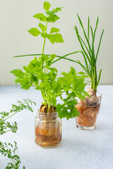 Growing from organic waste, sprouting carrots and beets at home, onions and celery and garlic, useful and tasty vegetable haulm