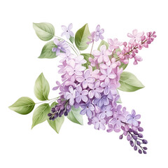 Wall Mural - Beautiful lilac flowers with green leaves, isolated on a white background. Perfect for spring-themed designs and floral arrangements.