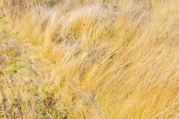 Wall Mural - Background of dry grass. Autumn concept