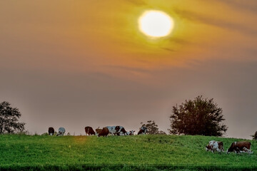 Wall Mural - Cows under muted sun