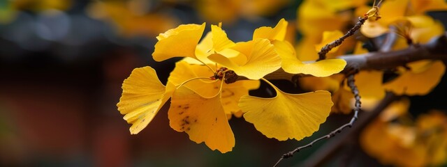  A yellow flower in focus on a branch against a softly blurred backdrop of a building