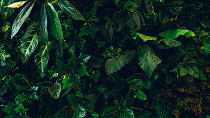 Wall Mural - Close up group of background tropical green leaves texture and abstract background. Tropical leaf nature concept.