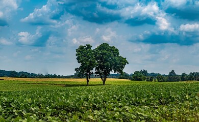 Poster - Tranquil rural landscape with a pair of trees in the middle of a lush green field under a cloudy sky