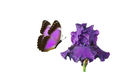 Aufkleber - colorful morpho butterfly on purple iris flower isolated on white