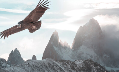 Poster - Condor in Patagonia