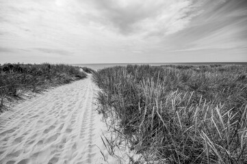 Wall Mural - Sandy path through the reeds to the sea. Black and white image