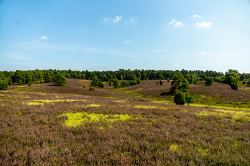 Ein herrliche Wanderung durch die einzigartige und farbenfrohe Landschaft der Behringer Heide - Bispingen - Niedersachsen - Deutschland