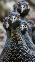 Close-up of curious guinea fowl with bright orange eyes