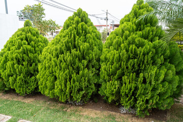 tree in the garden