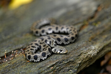 Sticker - Ringelnatter, Kykladen-Ringelnatter // Grass snake (Natrix natrix cf. schweizeri) - Insel Andros, Kykladen, Griechenland