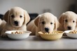 © sandra - bowls retriever eating puppies breed food room active canino domesticated home pedigree animal dog adorable puppy companion adoption domestic cute friendly bowl feeding friends funny pet playful