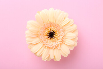 Poster - One beautiful tender gerbera flower on pink background, top view