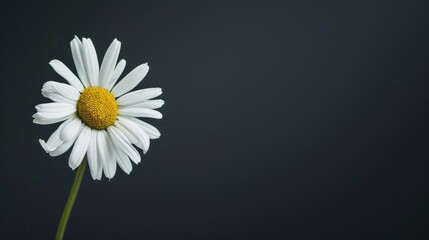 Canvas Print - Single Daisy on Dark Background