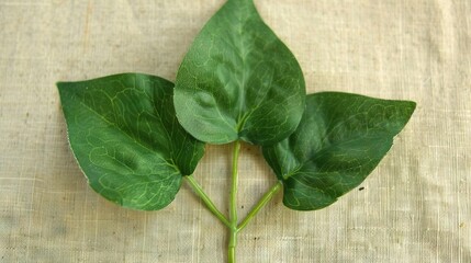 Wall Mural -   A close-up of a leafy plant on Burlock fabric