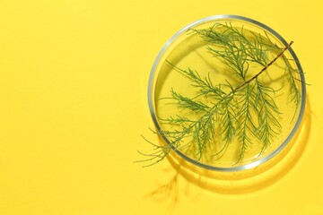 Poster - Petri dish with green twig on yellow background, top view. Space for text