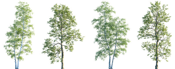 Wall Mural - set of 2 of betula populifolia (sweet birch, also known as black birch) and 2 populus cathayana isol