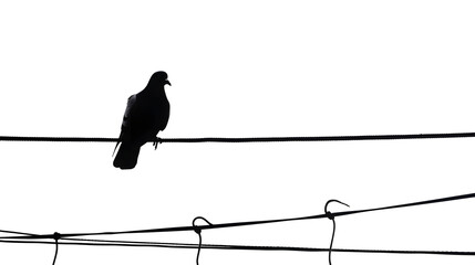 Sticker - silhouette of pigeon on electric wire isolated on white background