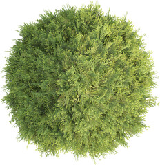 Wall Mural - Top view of Thuja Tree