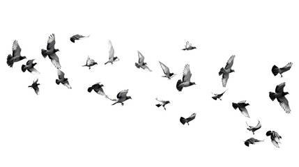 Sticker - Flocks of flying pigeons isolated on white background. Save with clipping path.