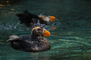 Bird in the water