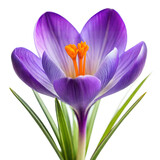 Close-up of purple crocus flower