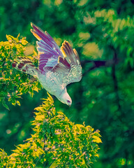 Wall Mural - Mississippi Kite Diving from Tree Perch