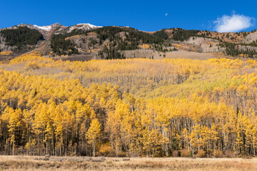 Autumn Moon Set with Bright Aspen Trees in the Castle Valley. Colorado. Early Fall Aspen trees with fresh snow in the high alpine ridges near the ghost town of Ashcroft, in central Colorado.