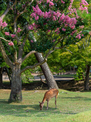 Canvas Print - 百日紅の花が咲く夏の奈良公園と鹿の風景