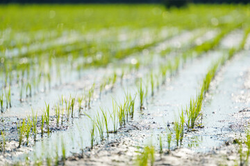 Paddy field after rice planting, summer scenery