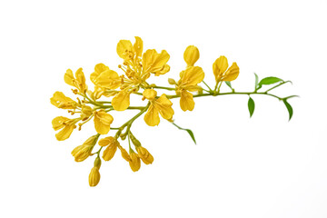 Poster - Closeup of Yellow Flowers with Green Stem and Leaves Isolated on White Background