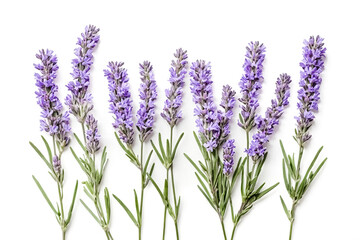 Wall Mural - Lavender Flowers on White Background