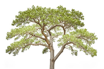 Sticker - Large Green Tree Isolated on White Background