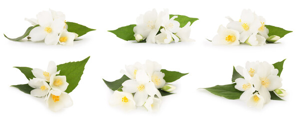 Poster - Jasmine flowers and green leaves isolated on white, set