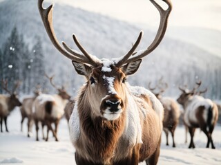 Reindeer in snow is isolated on white background