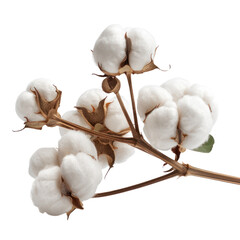 A close-up of a fresh cotton branch showcasing fluffy white bolls and natural texture. Perfect for agriculture and textile themes. transparent background