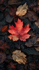 Wall Mural - fall background conceptual image, minimalist, beautiful, centered,