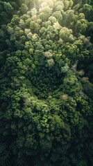 Wall Mural - forest conceptual image, minimalist, beautiful, centered,