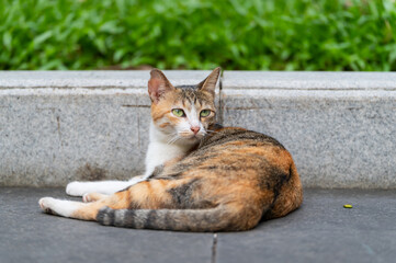 Wall Mural - Cat resting on the ground outdoors