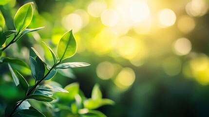 Wall Mural - Beautiful nature view of green leaf on blurred greenery background in garden and sunlight with copy space using as background natural green plants landscape ecology fresh wallpaper con : Generative AI