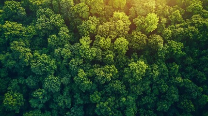 Wall Mural - Aerial top view forest tree Rainforest ecosystem and healthy environment concept background Texture of green tree forest view from above Beautiful sunrise over the mountains of western : Generative AI