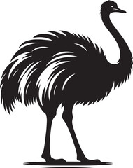 Ostriches bird Silhouette isolated on white background ostrich vector shape icon