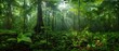 © Starkreal - Serene Panoramic Rainforest Landscape with Diverse Flora and Towering Trees