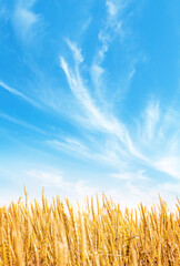 Wall Mural - yellow wheat or rye field and blue sky with clouds