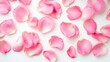 © pinporn manosri - Flat lay of pink rose petals in a random scatter on a white background, symbolizing love and affection