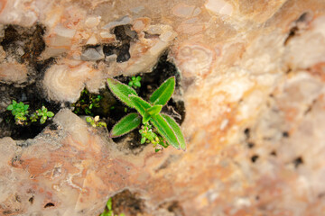 A small plant is growing in a crack in a rock. The plant is green and he is thriving despite the harsh environment. Concept of resilience and hope, as the plant is able to grow