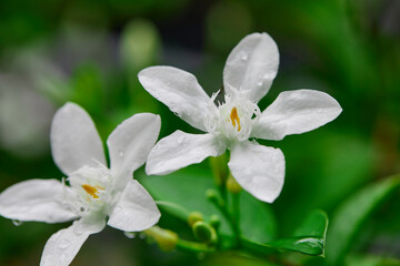 Wall Mural - Close-up of raindrops on white Crepe jasmine flower