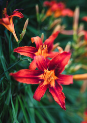 Wall Mural - Close up of red orange day lily flowers blooming on a summer day.