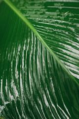 Close up lush green tropical leaf vein